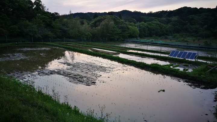 0511田植え第1次終了