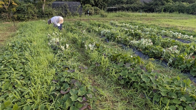 0730サツマイモ畑草退治