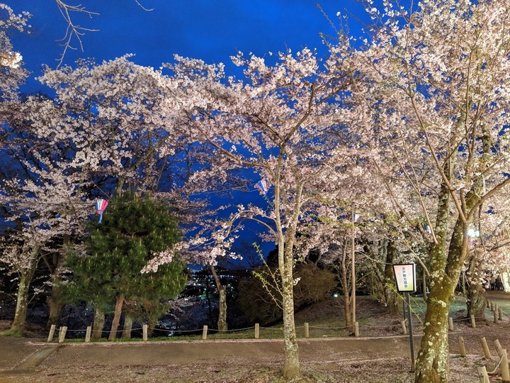 0411水戸さくら山