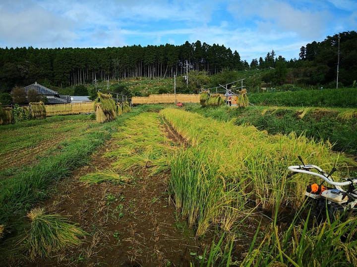0908田んぼ2号