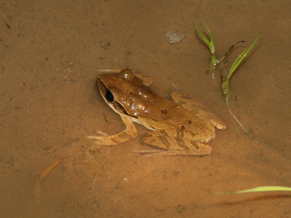 田んぼの生きもの その2 海想録 田んぼの生きもの その2 海想録