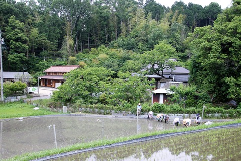 田植え (61)