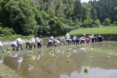 田植え (5)