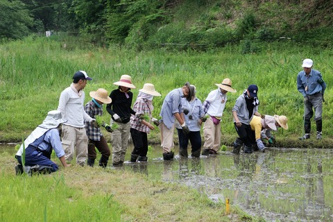 田植え (74)