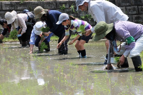 田植え (33)