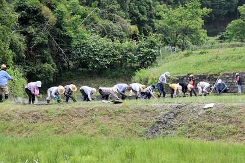 田植え (53)