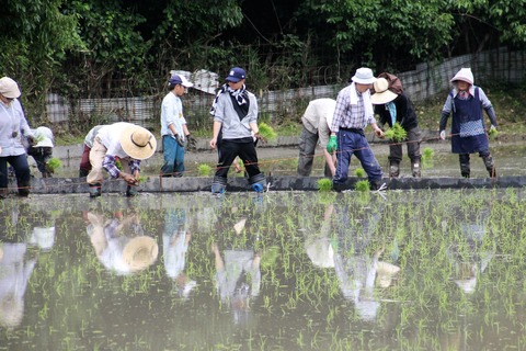 田植え (71)