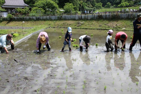 田植え (43)