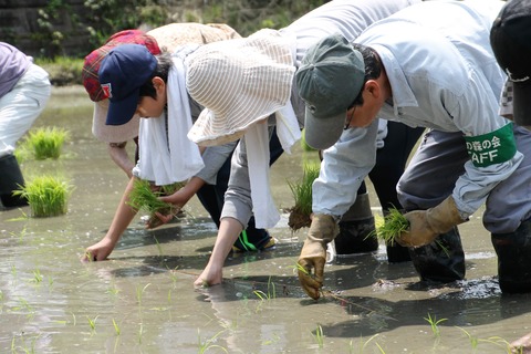 田植え (32)