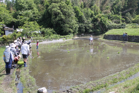 田植え (2)