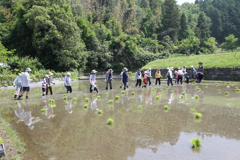 田植え (3)