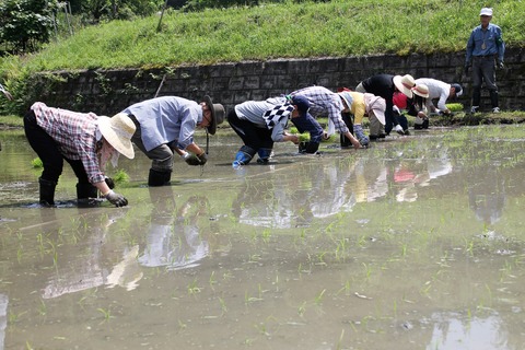 田植え (27)