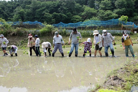 田植え (39)