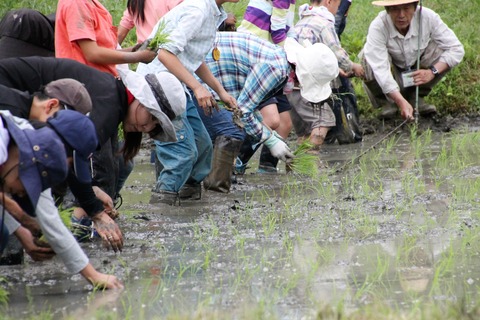 田植え (76)