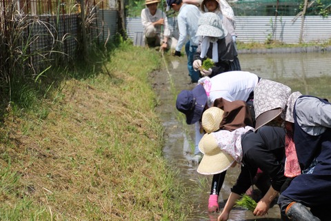 田植え (20)