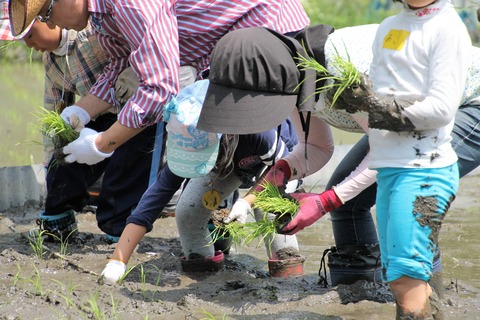 田植え (15)