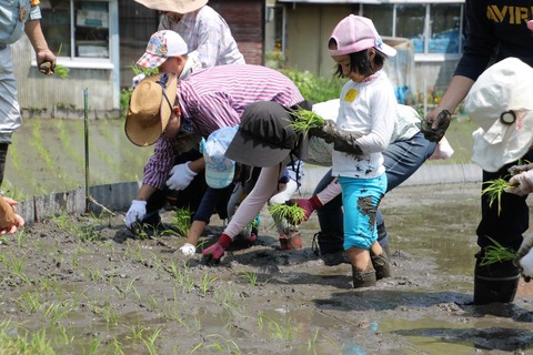 田植え (14)