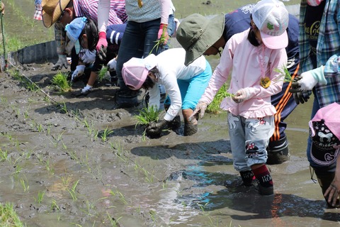 田植え (13)