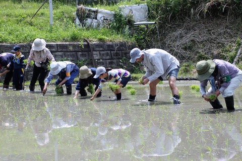 田植え (37)