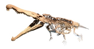 11）レドンダサウルス