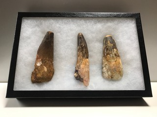 8.スピノサウルスの歯