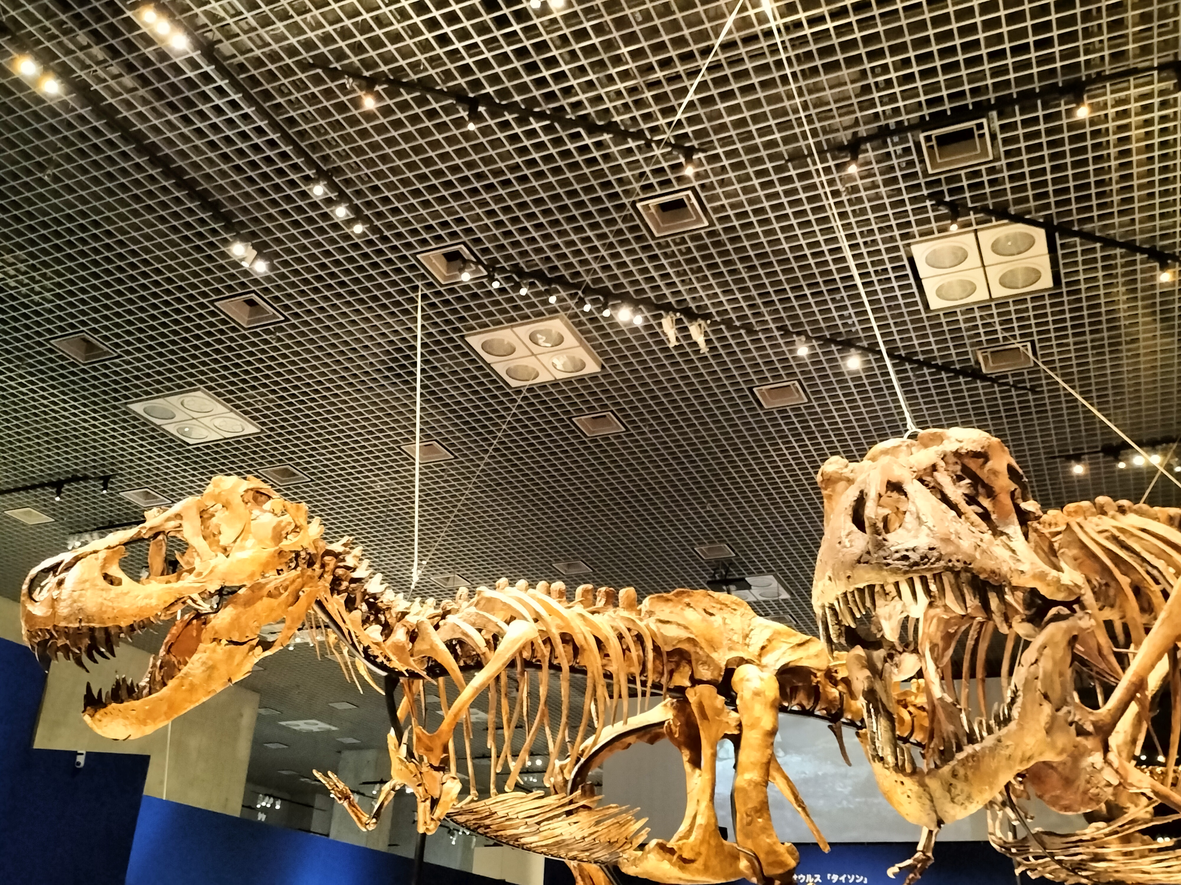 特別展「恐竜博2023」国立科学博物館 鎧竜ズール・クルリヴァスタトル