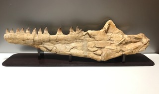 6.モササウルスの顎
