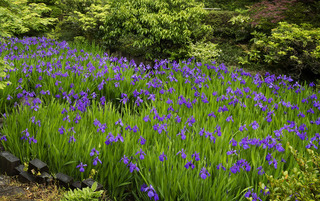 【8】庭園内のカキツバタ