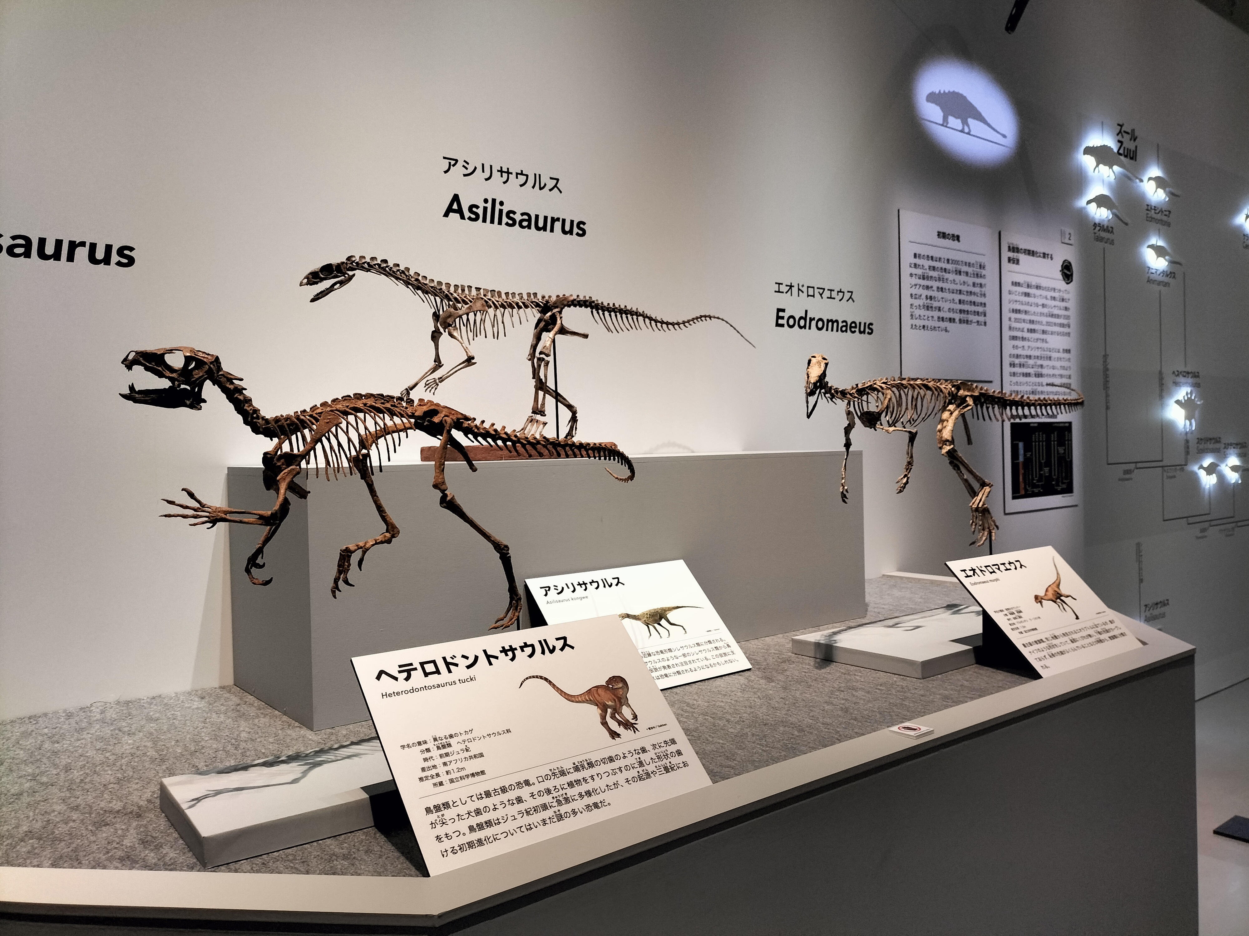 特別展「恐竜博2023」国立科学博物館 鎧竜ズール・クルリヴァスタトル