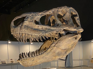 7.タルボサウルスの頭骨レプリカ