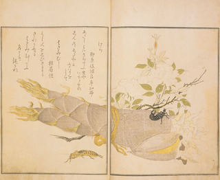 6. 『画本虫撰』