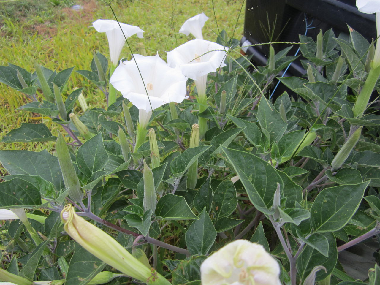 チョウセンアサガオ 海田の四季