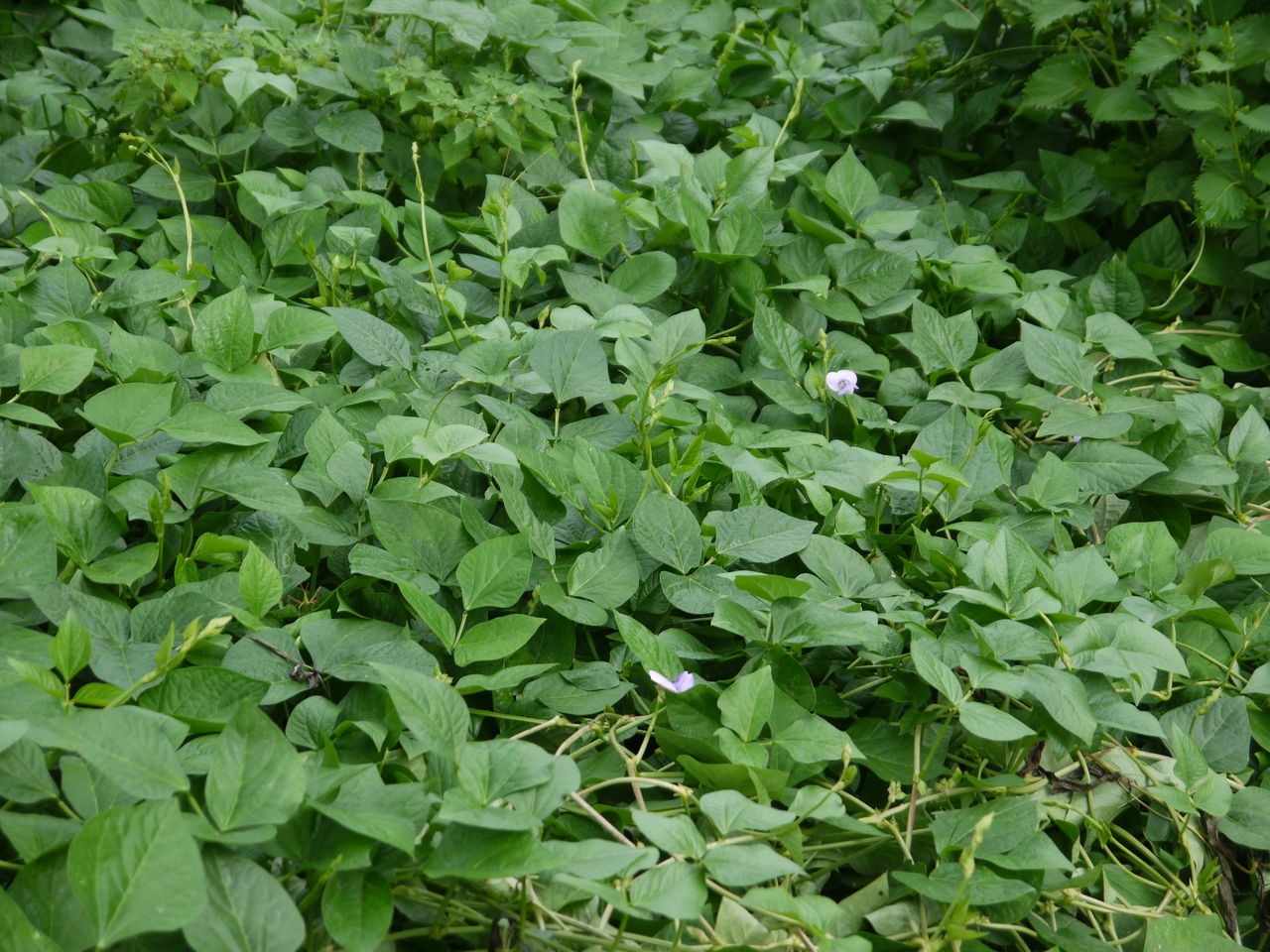 ササゲ 大角豆 の花 海田の四季