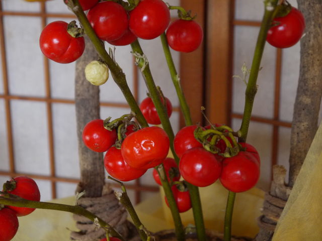 花茄子 海田の四季
