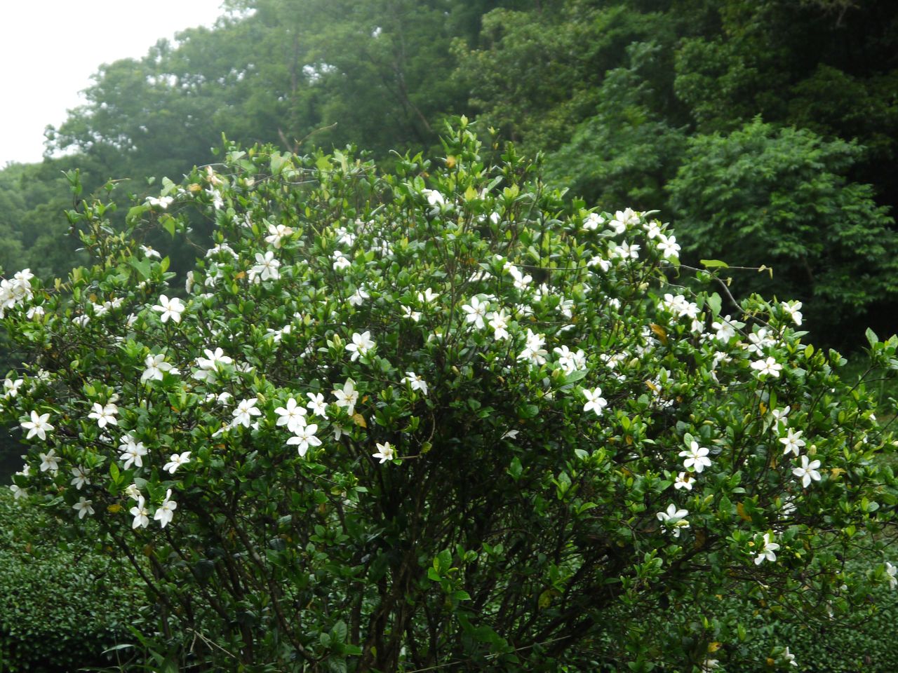 クチナシの花 海田の四季