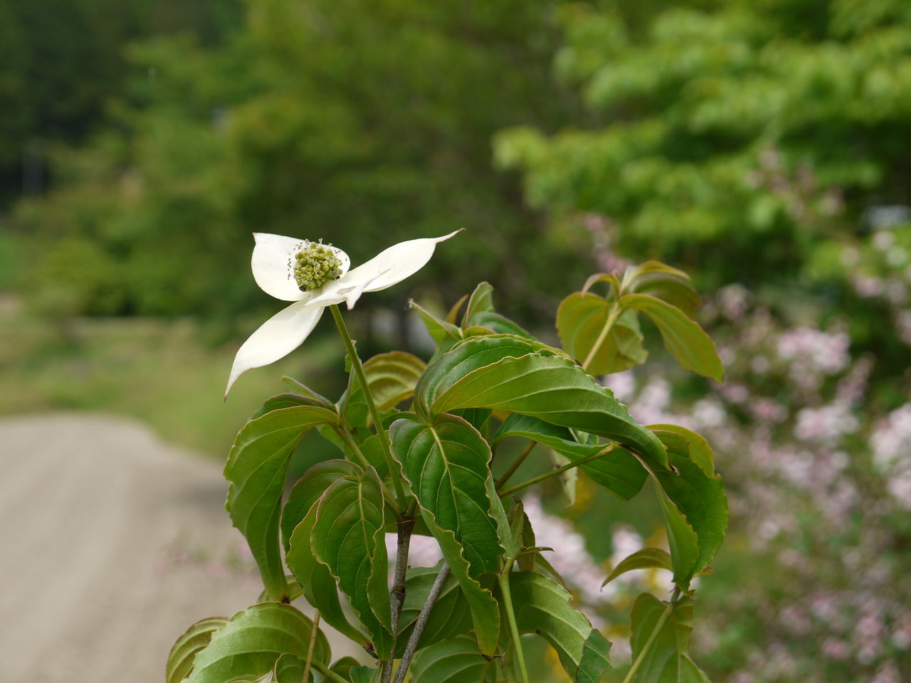 ヤマボウシ 山法師 山帽子 海田の四季 ヤマボウシ 山法師 山帽子 海田の四季