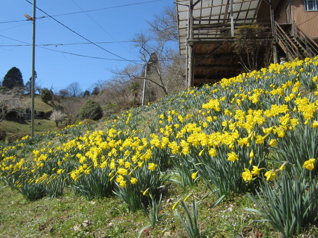 ラッバスイセン 喇叭水仙 海田の四季