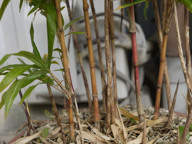 赤竹 : 海田の四季