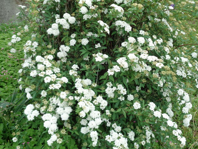 コデマリ 海田の四季