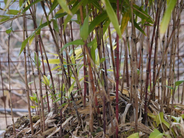 朱竹(シュチク) : 海田の四季
