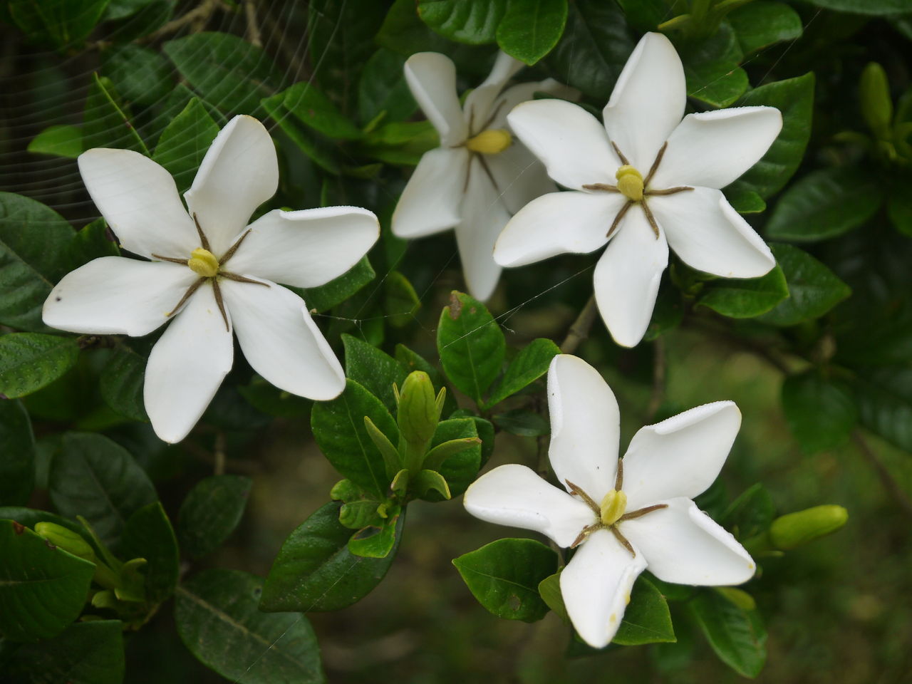 クチナシの花 海田の四季