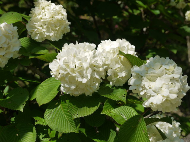 オオテマリ 大手毬 海田の四季