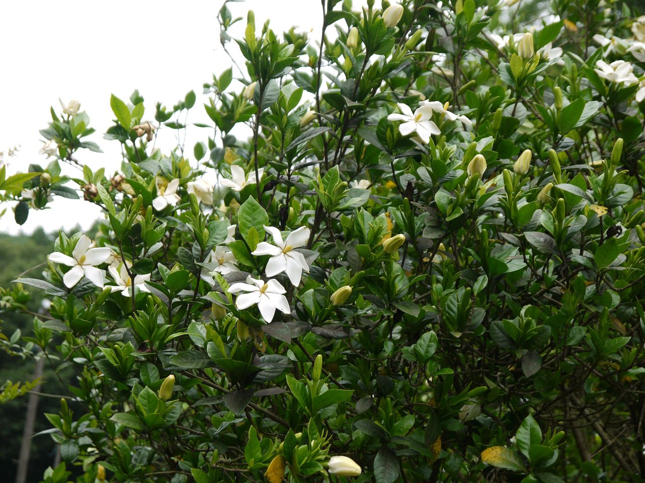 クチナシ 梔子 巵子 支子 海田の四季