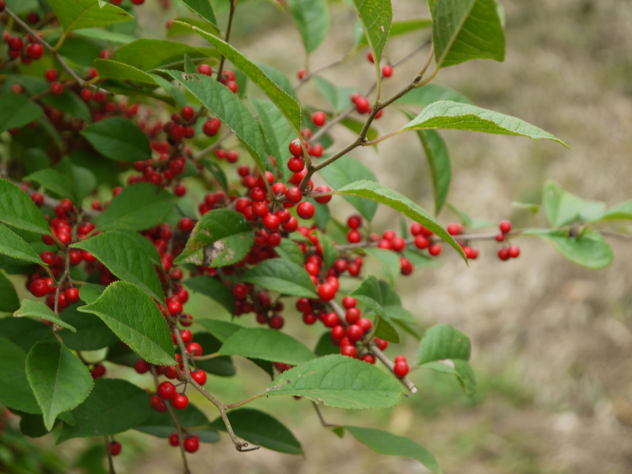 ウメモドキ 梅擬 海田の四季