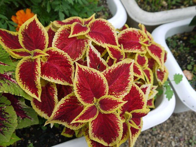 なんとなく 改革 逃す シソ 観葉植物 Oki Ken Jp