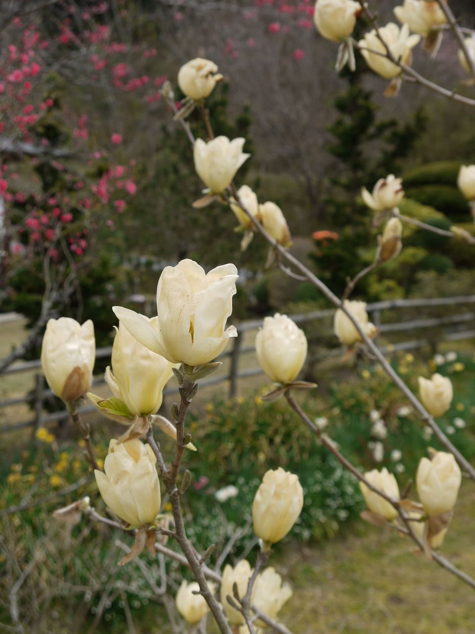 木蓮花は北向きに 海田の四季