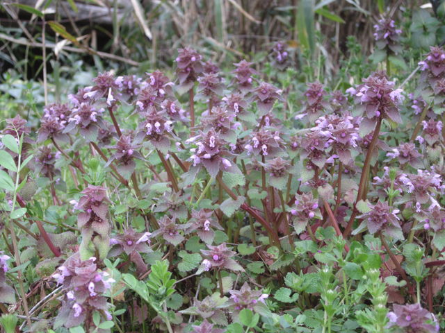 ヒメオドリコソウ 姫踊子草 海田の四季