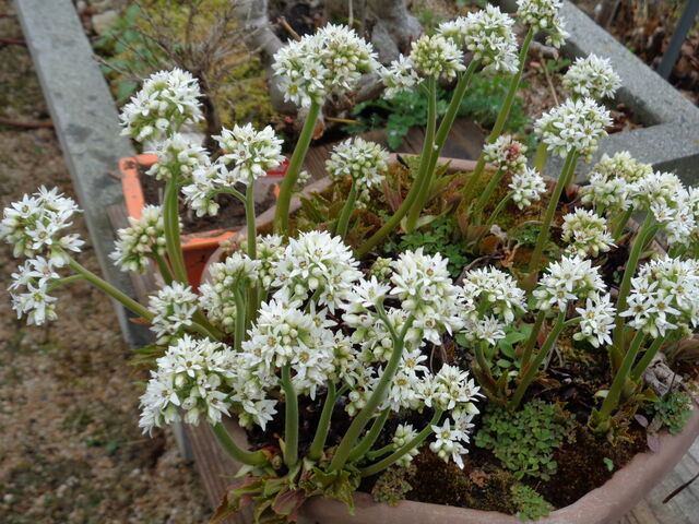 タンチョウソウ 丹頂草 海田の四季 タンチョウソウ 丹頂草 海田の四季