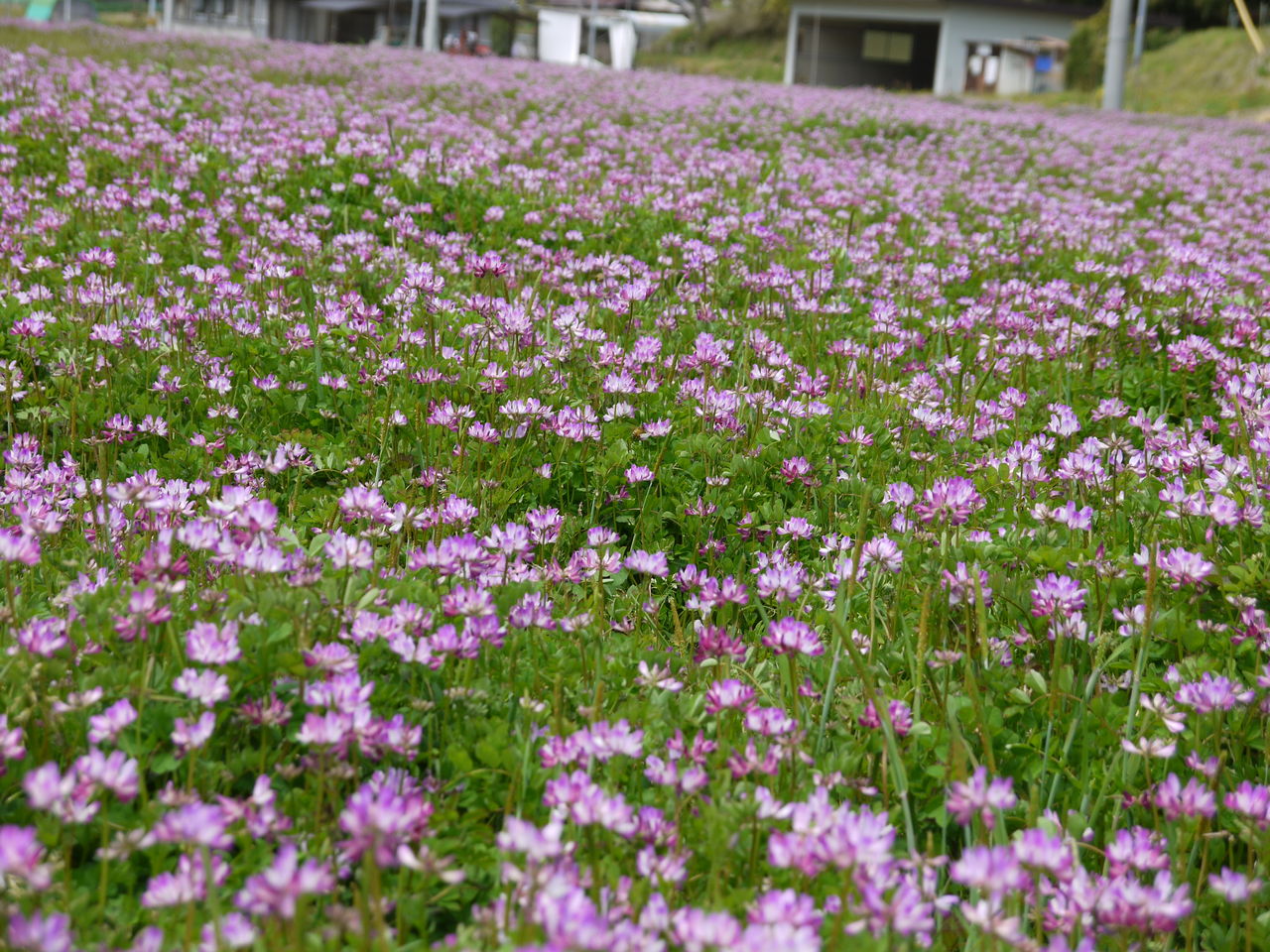 レンゲ 蓮華草 海田の四季
