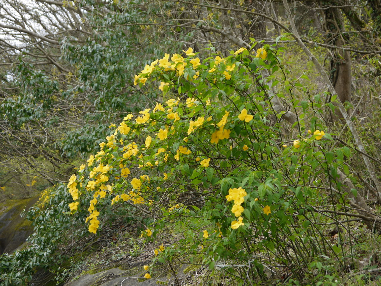 40年山吹の株 フラワーパークや庭のアクセントに